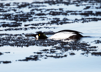 Male Common Goldeneye Swimming in Winter