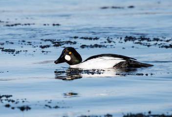 Fototapeta premium Male Common Goldeneye Swimming in Winter