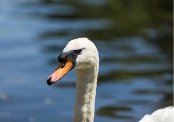 swan