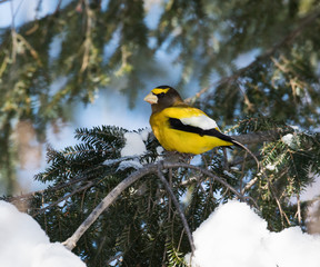 Male Evening Grosbeak in Winter