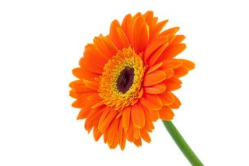 Orange Gerbera Daisy Isolated on White