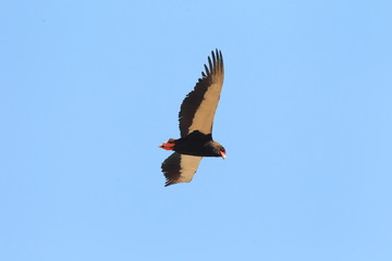 Bateleur (Terathopius ecaudatus) in Ghana, Africa