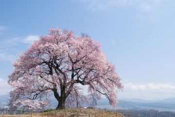 わに塚の一本桜