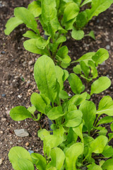 Garden Arugula