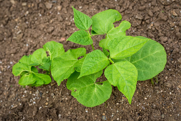 Bean Plants