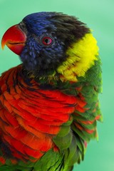 Lorikeet