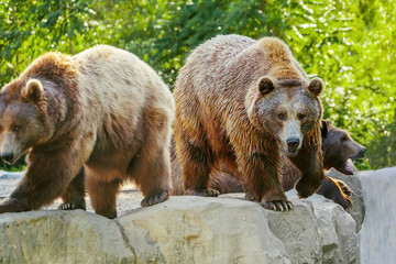 Fototapeta na wymiar Group of brown bears