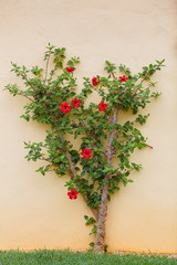 Bush of red hibiscus on pink background wall