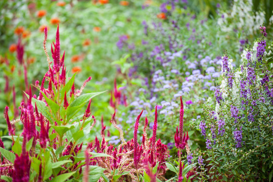 Lush backyard garden