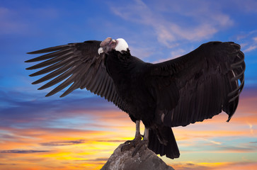  Vultur gryphus against sunset sky
