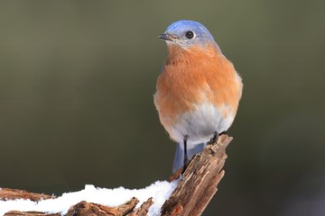 Male Eastern Bluebird in Snow