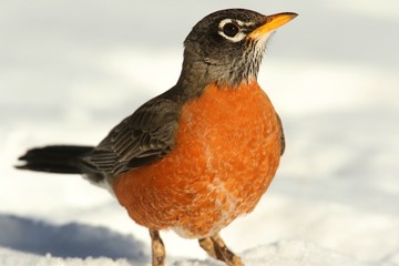 American Robin (Turdus migratorius)