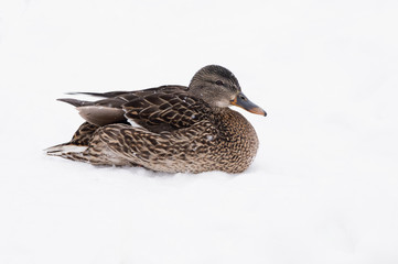Female Mallard on Snow in Winter