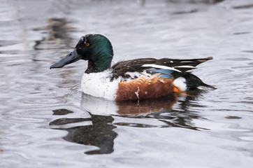 Northern Shoveler in Winter