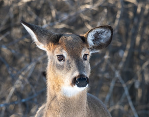 White-tailed Deer Doe in Winter