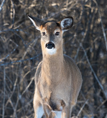 Fototapeta premium White-tailed Deer Doe in Winter