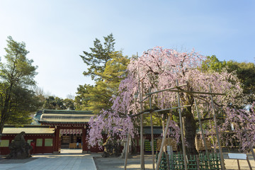 しだれ桜と大國魂神社