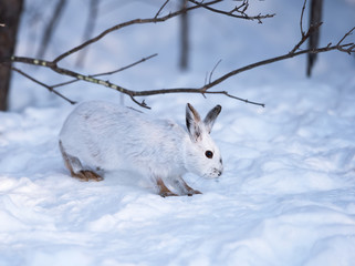 White Snowshoe Hare in Winter