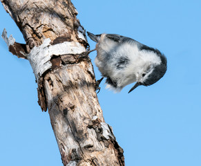 White-breasted Nuthatch in Winter on Blue Sky