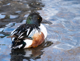 Northern Shoveler in Winter