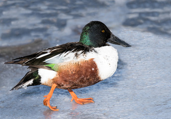 Northern Shoveler Swimming in Winter