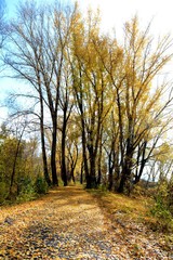 Осенняя дорога