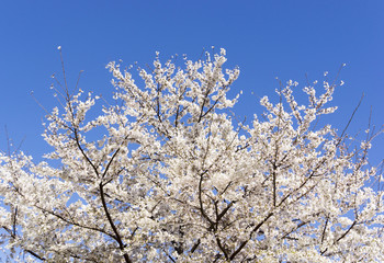 桜　快晴青空　シンプル背景用