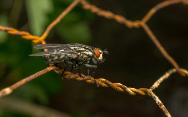 A Flesh Fly