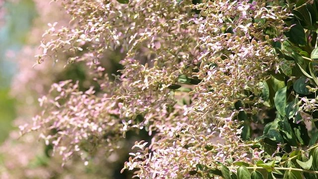 Footage of Wooly Congea flowers are moving with wind
