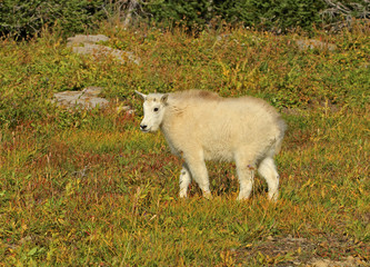 Kid Mountain Goat in Glacier National Park