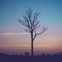 Fototapeta na wymiar tree silhouette and twilight with vintage effect
