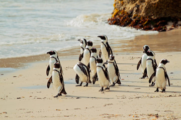 Naklejka premium African penguins on the beach