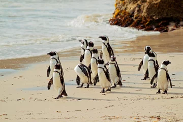Tuinposter Afrikaanse pinguïns op het strand © EcoView
