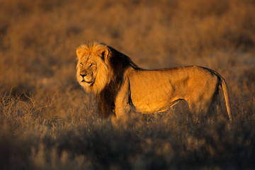 Big male African lion, Kalahari desert © EcoView