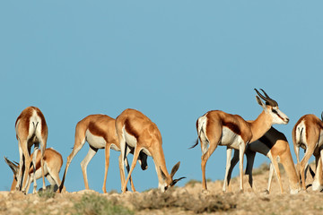 Springbok antelopes, Kalahari desert