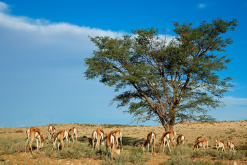 Fototapeta na wymiar Springbok antelope landscape, Kalahari desert