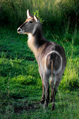 Female waterbuck antelope in late afternoon light