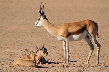 Springbok with lambs, Kalahari desert