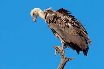 Naklejka premium White-backed vulture (Gyps africanus)