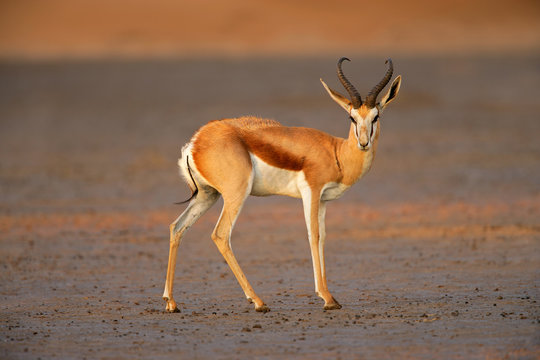 Springbok Rabbit รูปภาพSpringbok – เลือกดูภาพถ่ายสต็อก เวกเตอร์ และวิดีโอ24,899 | Adobe ...