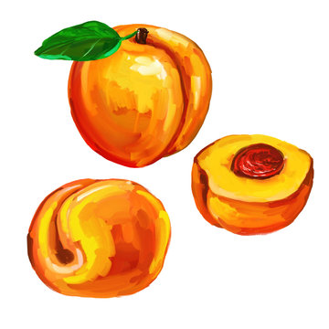 peaches set  vector illustration  hand drawn  painted watercolor