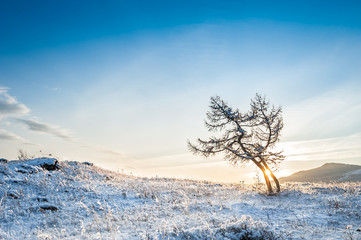 Two beautiful trees in the mountains at sunset