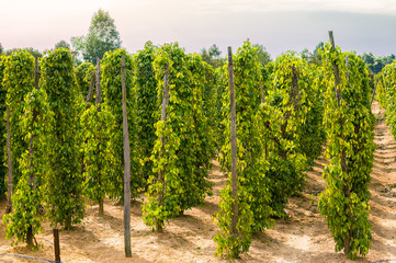 Fototapeta premium Garden pepper