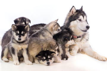 famille de chiot malamute