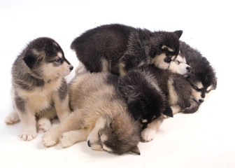 Fototapeta premium chiots malamutes