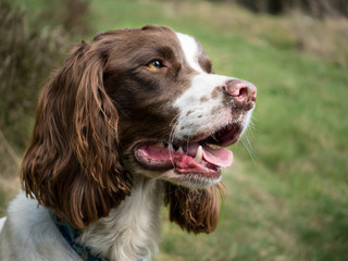 Cocker Spaniel