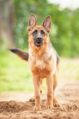 Young german shepherd dog