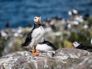 Farne Island Puffins