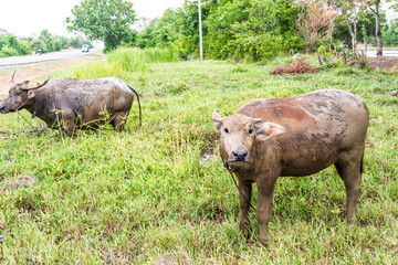 Naklejka na ściany i meble Buffalo. Buffalo calf in field, Thailand.