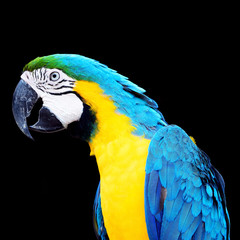 Blue and Gold Macaw